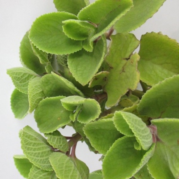 Ova - Ajwain Leaves Plant